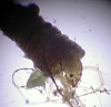 caddisfly_larvae.jpg