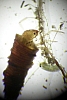 caddisfly_larvae2.jpg