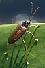 long-horned_leaf_beetle_donacia_piscatrix.jpg