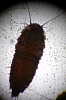 marsh_beetle_larvae.jpg