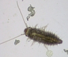 marsh_beetle_larvae2.jpg