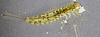 mayfly_larvae_small_minnow_mayfly_larvae_callibaetis.jpg