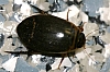 predaceous_diving_beetle_dytiscus_sp.jpg