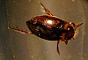 predaceous_diving_beetle_hydaticus_bimarginatus.jpg