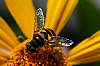 Hover_Fly_Syrphus_sp..JPG