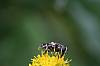 Hover_Fly_sp..JPG