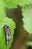 Black_Swallowtail_Papilio_polyxenes(2).jpg