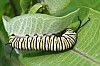 Monarch_Caterpillar_Danaus_plexippus(2).JPG