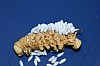 Tomato_Hornworm_with_Parasitic_Wasp_Eggs.JPG