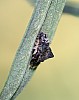 trotoise_shell_beetle_larvae.jpg