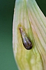 insect_cocoon.jpg