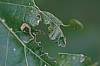 Caterpillar_Chewed_Oak_Leaf.JPG
