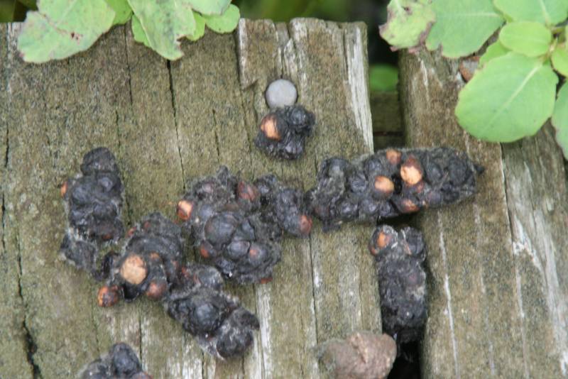 Animal Scat or Droppings