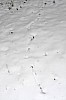 Mouse_Trails_in_Snow.jpg