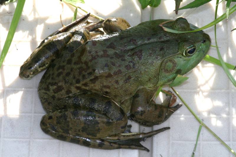 http://www2.harpercollege.edu/ls-hs/bio/dept/guide/gallery/herps/original/bullfrog_rana%20catesbeiana.jpg