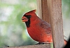 cardinal_northern_cardinal_male_cardinalis_cardinalis.jpg