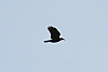 crow_flying_corvus_brachyrhynchos.jpg
