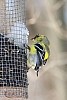 finch_american_goldfinch_molting_male_carduelis_tristis.jpg