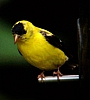 finch_american_goldfinch_summer_plumage.jpg
