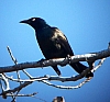 grackle_common_grackle_quiscalus_quiscula.jpg