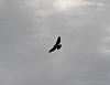 hawk_red-tail_hawk_flying_buteo_jamaicensis.jpg