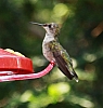 hummingbird_ruby-throated(2).jpg