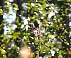hummingbird_ruby-throated_hummingbird_archilochus_colubris.jpg