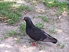 pigeon_rock_pigeon_columba_livia.jpg