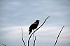 red-wing_blackbird_male_agelaius_phoeniceus.jpg