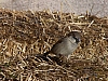 sparrow_house_sparrow_passer_domesticus.jpg