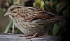 sparrow_savannah_sparrow_passerculus_sandwichensis.jpg