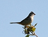 sparrow_white-crowned_sparrow_zonotrichia.jpg