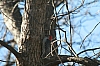 woodpecker_red-bellied_woodpecker_female_melanerpes.jpg