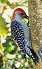 woodpecker_red-bellied_woodpecker_male_melanerpes.jpg