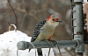 woodpecker_red-bellied_woodpecker_melanerpes_carolinus.jpg