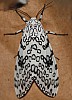 great_leopard_moth.jpg