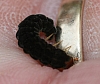 beetle_larvae(2).jpg