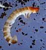 beetle_larvae(3).jpg