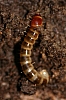 beetle_larvae(4).jpg
