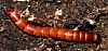 beetle_larvae(5).jpg