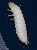 carpet_beetle_larvae_anthrenus_sp..jpg