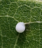 insect_egg(5).jpg