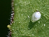 insect_egg(7).jpg