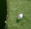 insect_egg.jpg