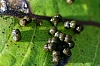 insect_eggs(2).jpg