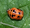 insect_pupae_lady_beetle.jpg