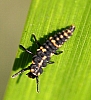 lady_beetle_larvae.jpg