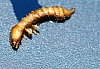 leaf_beetle_larvae(2).jpg