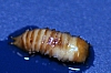 leaf_beetle_larvae.jpg
