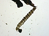 soil_fly_larvae(3).jpg